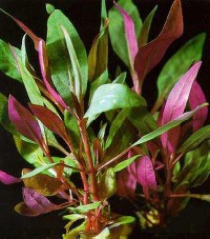 Alternanthera 'Mini'