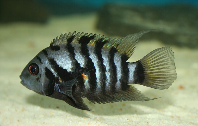 Zebracichlide