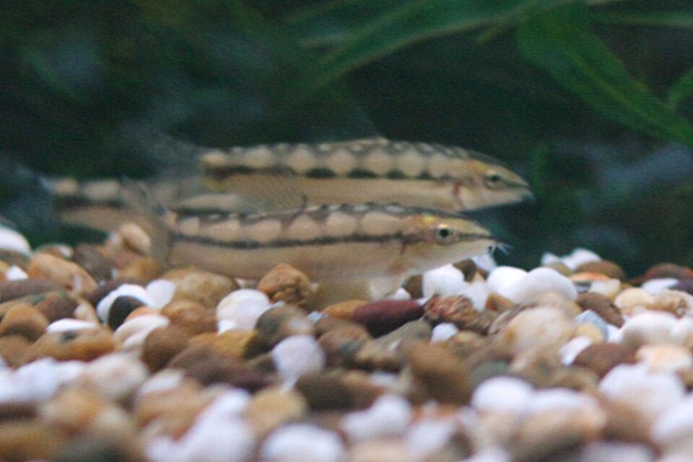 Dwergbotia