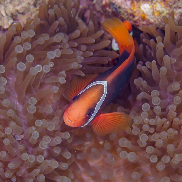Tomaatanemoonvis