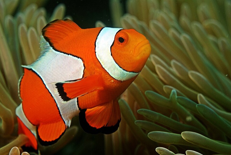 Driebandanemoonvis