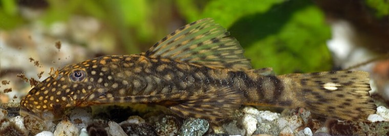 Ancistrus