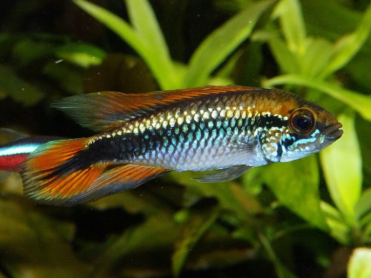 Agassiz' dwergcichlide