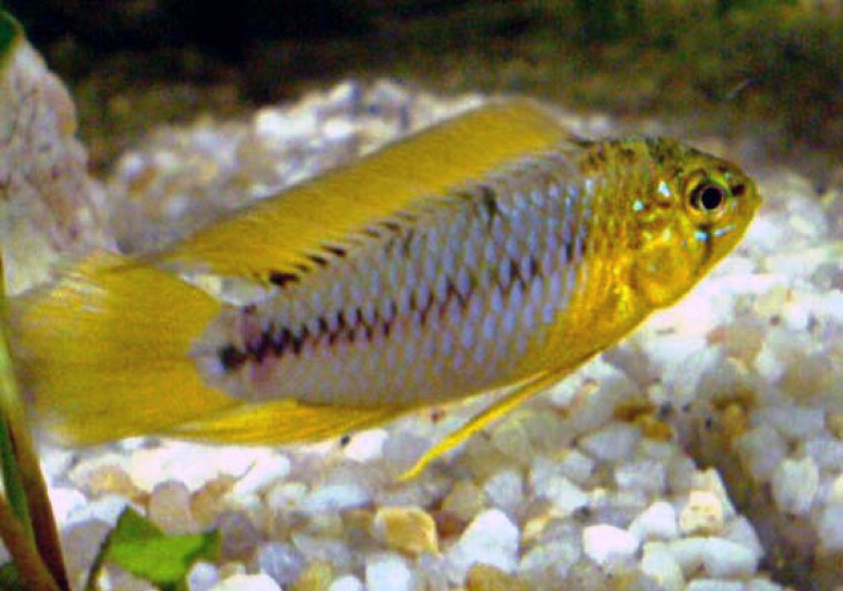Borelli's dwergcichlide