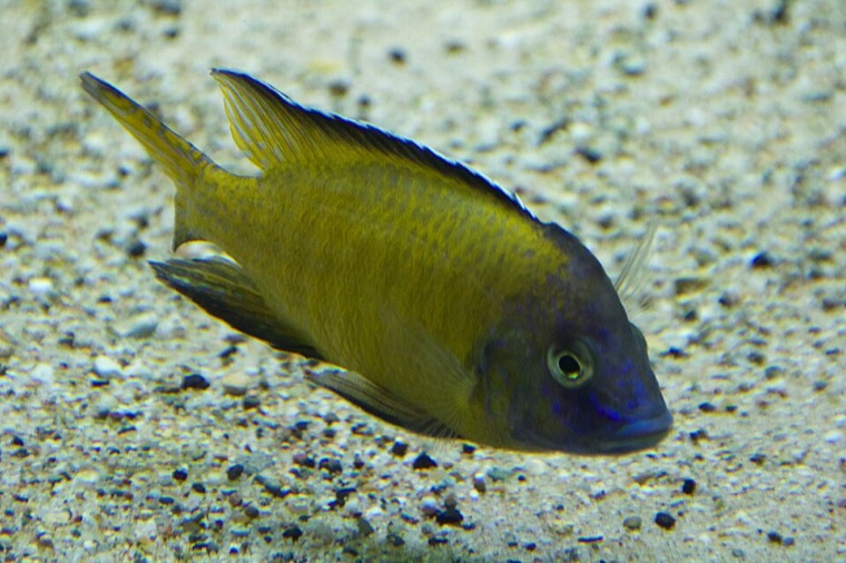 Keizerbaars