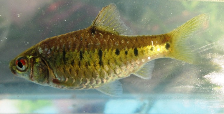 Goudbarbeel