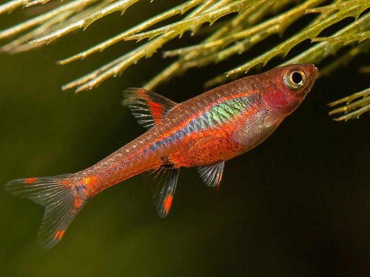 Muskietrasbora
