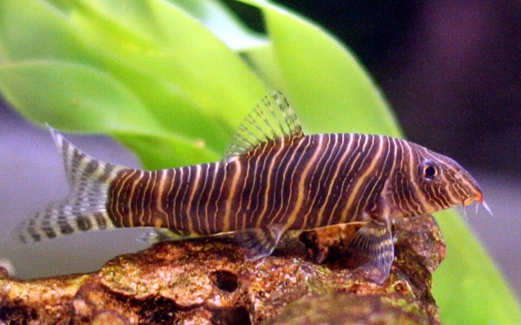 Zebrabotia