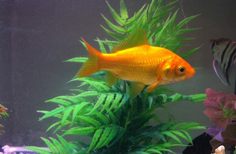 Goudvis