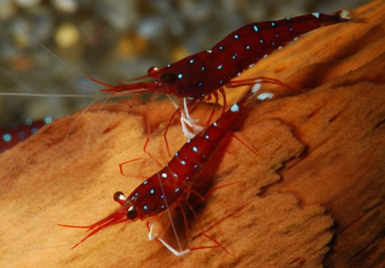 Sulawesi kardinaalsgarnaal