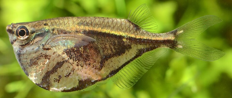 Gemarmerde bijlzalm
