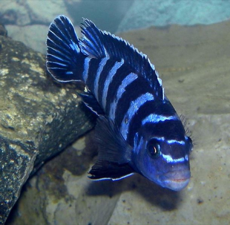 Demasoni