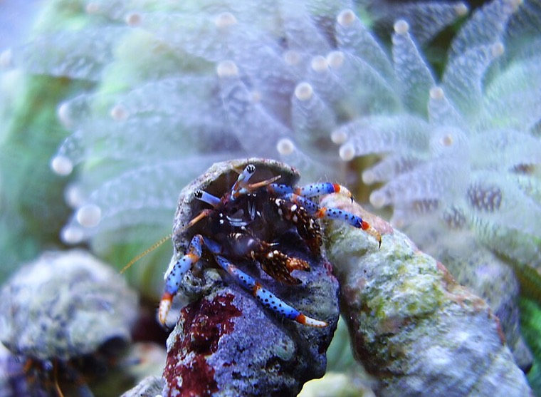 Blauwpoot heremietkreeft