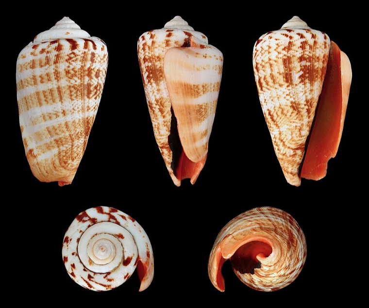 Aardbei-vleugelhoorn