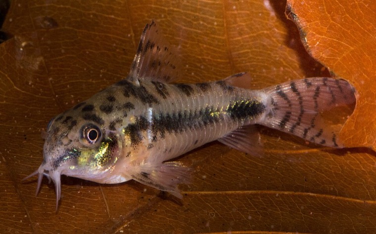 Habrosus-dwergcorydoras