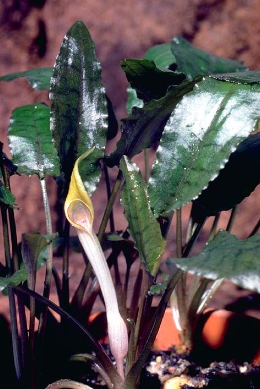 Cryptocoryne petchii