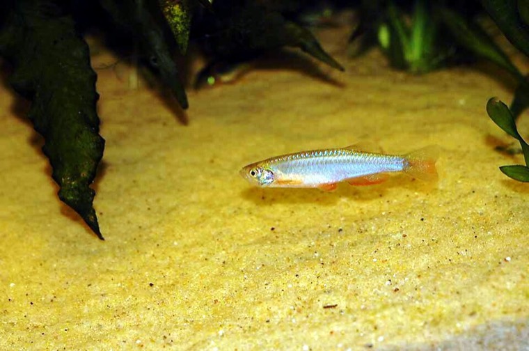 Parelmoerdanio