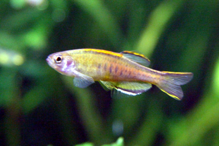 Gloeilichtdanio