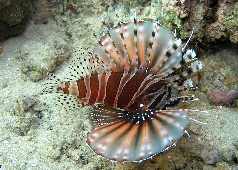 Zebra dwergkoraalduivel