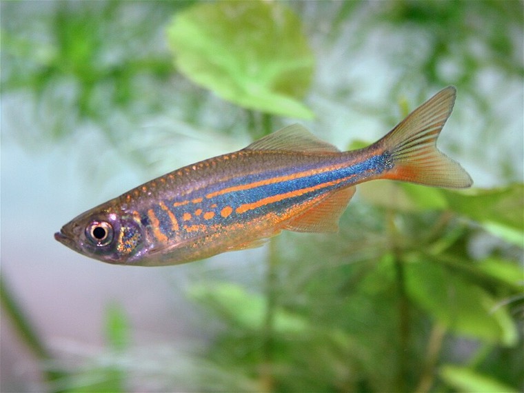 Reuzendanio