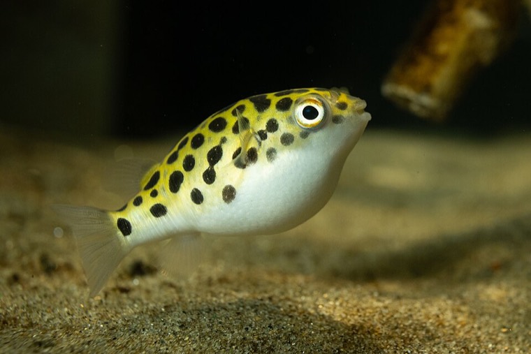 Groene kogelvis