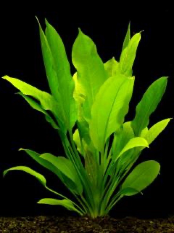 Amazonezwaardplant