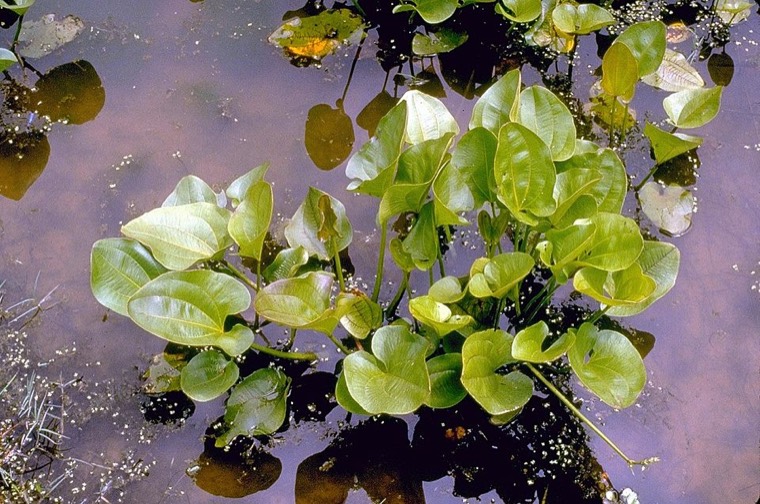 Echinodorus 'Ozelot'