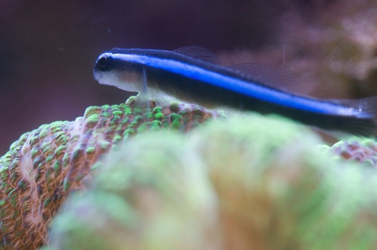 Neongrondel