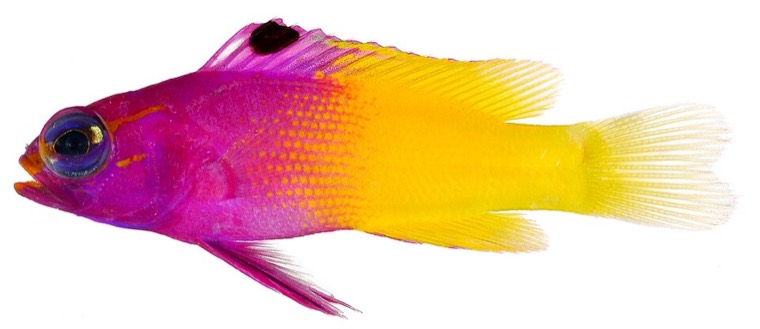 Koningsgramma
