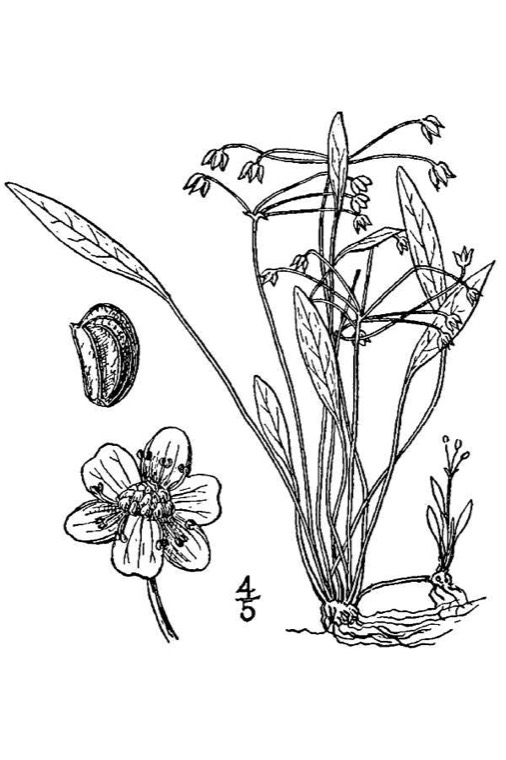 Dwergzwaardplant