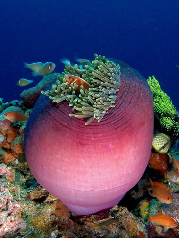 Prachtanemoon