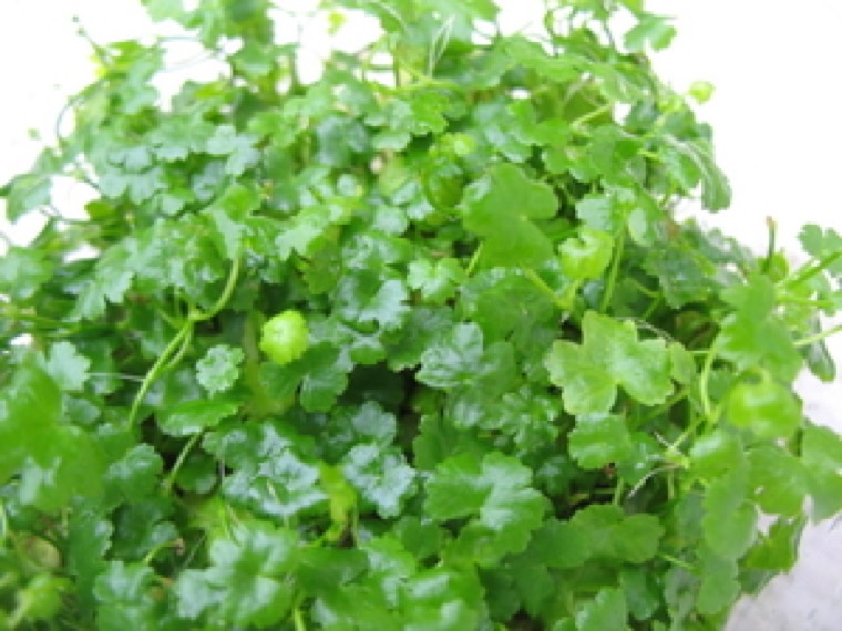 Hydrocotyle 'Japan'