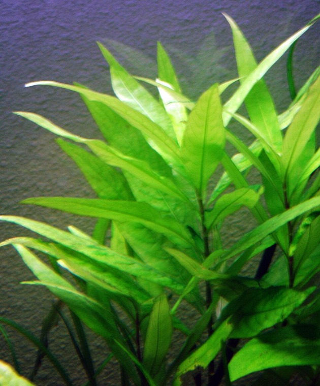 Reuzenhygrophila