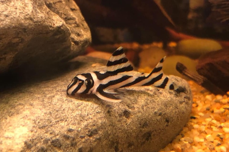 Zebrapleco