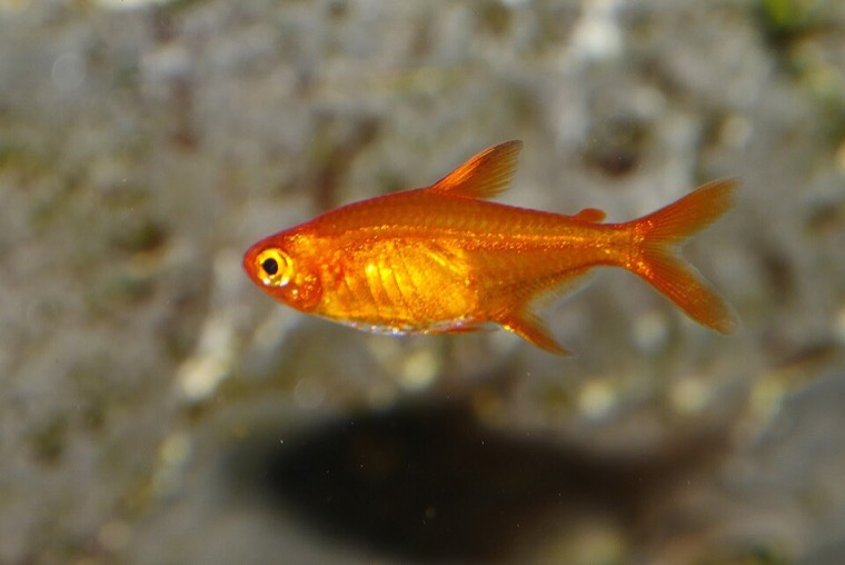 Vuurtetra