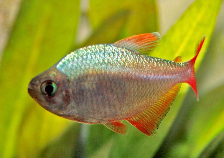 Colombiaanse roodvintetra