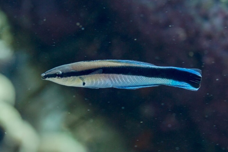 Poetslipvis