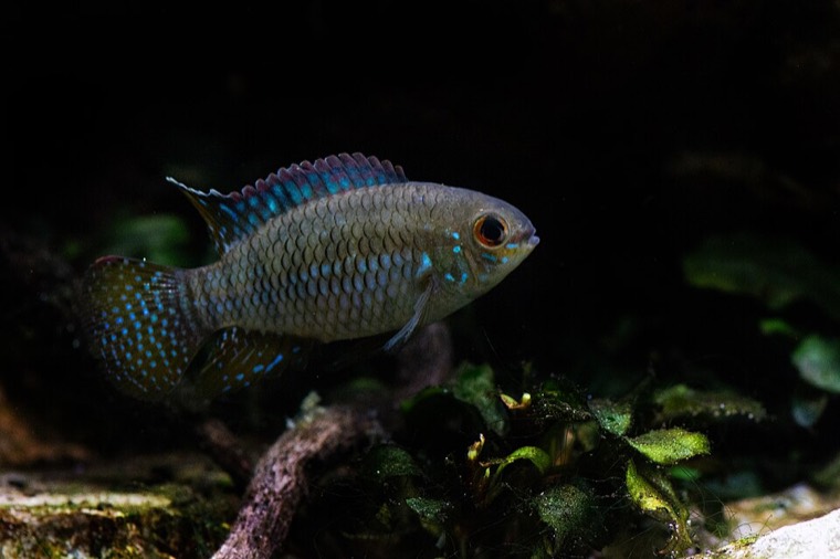 Dwergacara
