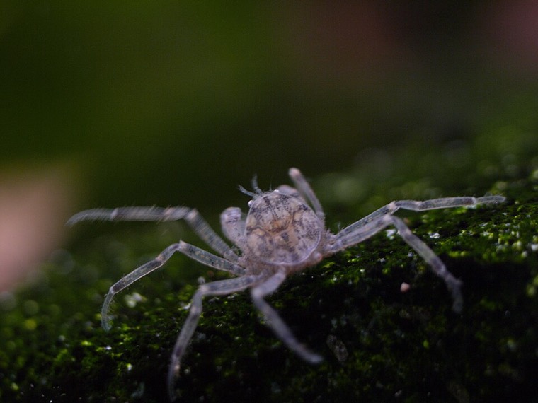 Thaise microkrab