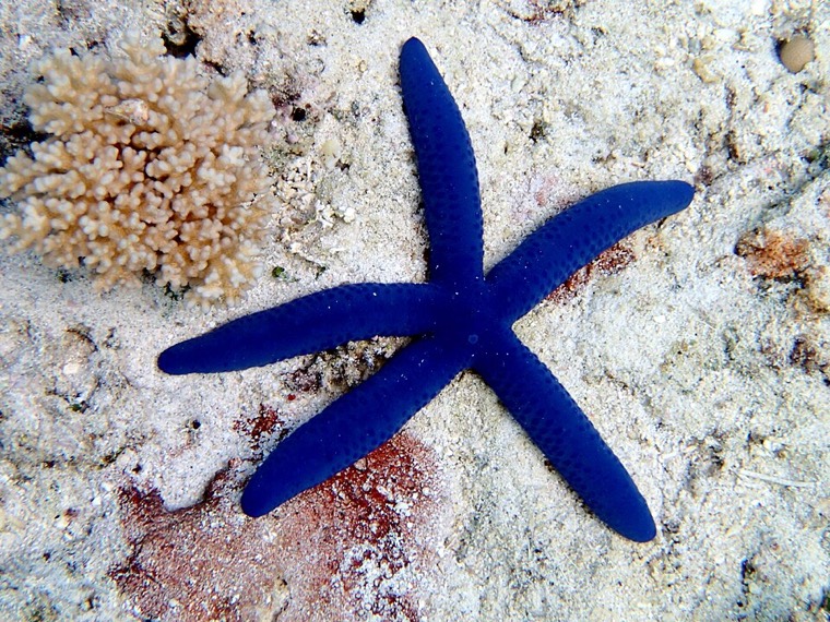Blauwe zeester