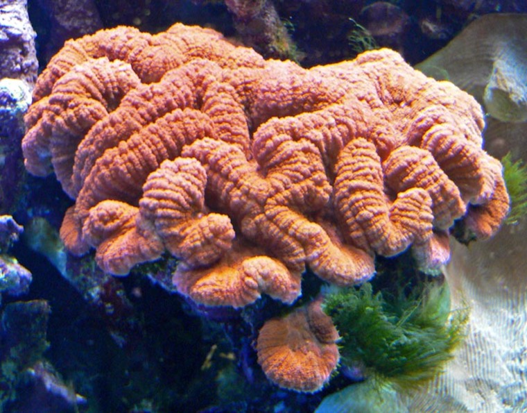 Lobophyllia hersenkoraal