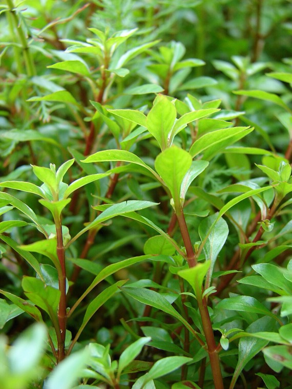 Ludwigia 'Super Red'