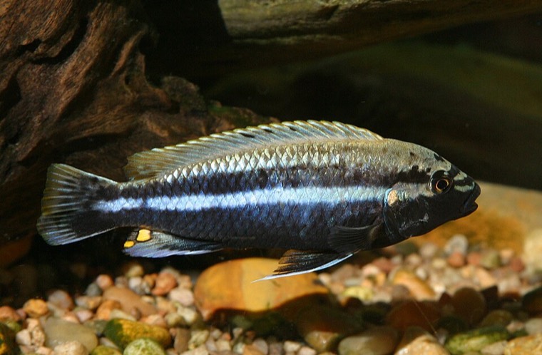 Turkooisgoudcichlide