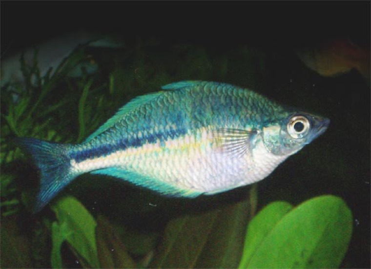 Turquoise regenboogvis