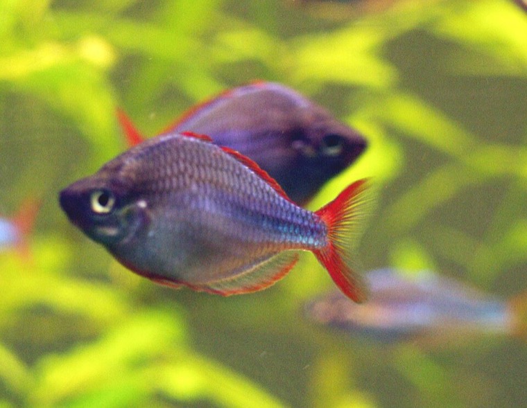 Neon regenboogvis