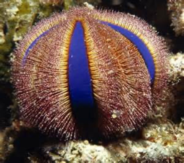 Blauwe smokingzee-egel