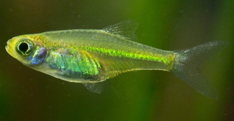Neon groene rasbora