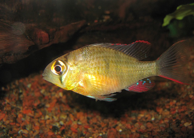 Boliviaanse vlindercichlide