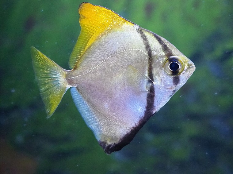 Zilverbladvis