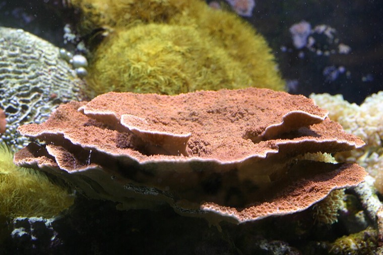 Schotel montipora